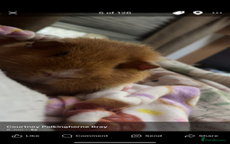 Guinea Pig rodents for sale: Teddy boar guinnea pig - Image 1