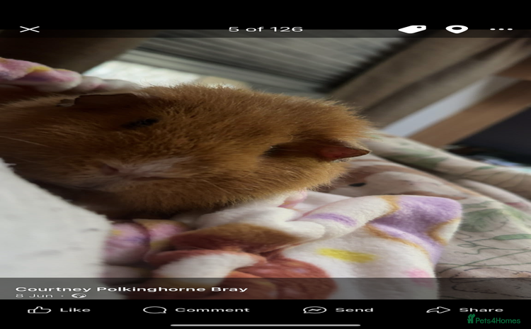 Guinea Pig rodents - Advert 6