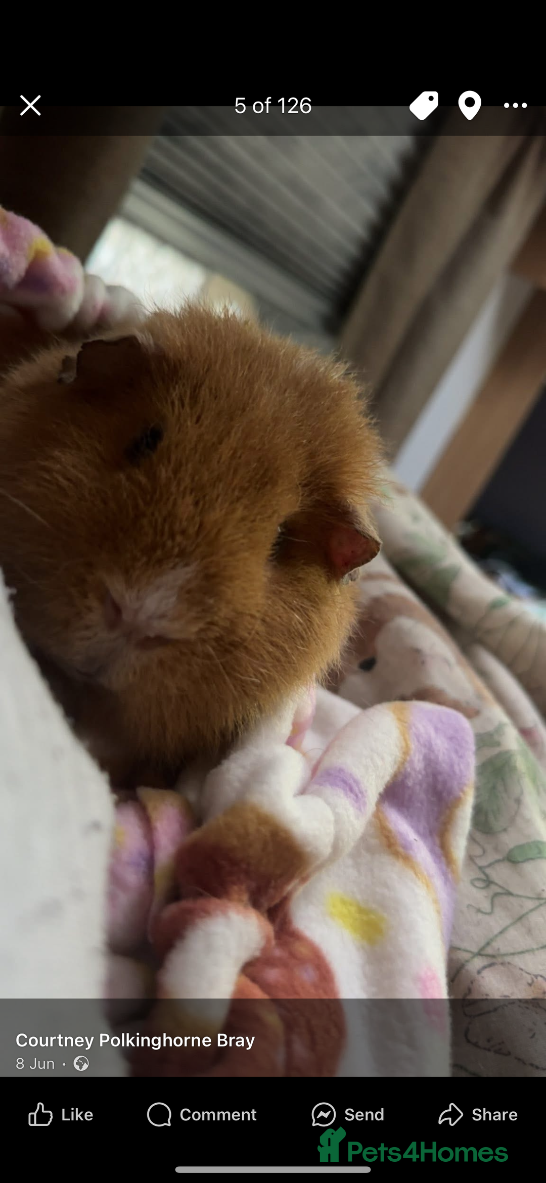 Guinea Pig rodents for sale: Teddy boar guinnea pig - Image 1