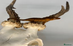 Gecko reptiles for sale: Young crested geckos various morphs Unsexed  - Image 3
