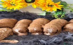 Cavapoo dogs for sale: Beautiful F1b Cavapoo's 🧬 DNA Tested Parents - Image 14