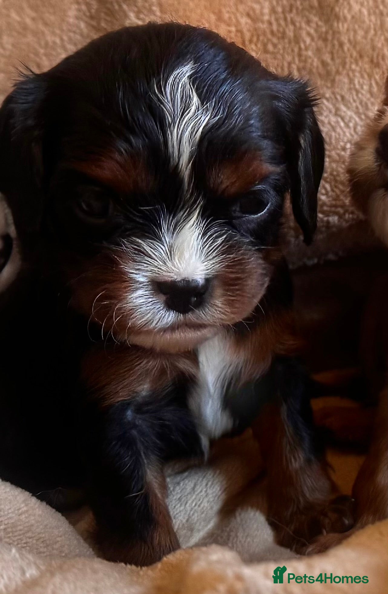 Cavalier King Charles Spaniel dogs Very rare in UK ultra-low COI 0.2% Choc carrier KC - Advert 5