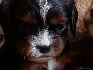 Cavalier King Charles Spaniel dogs Very rare in UK ultra-low COI 0.2% Choc carrier KC - Advert 5