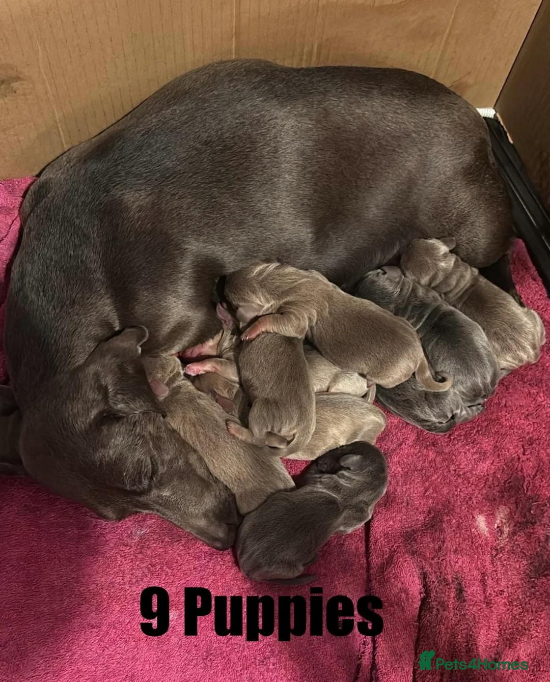 Miniature Dachshund dogs for stud: KC reg Isabella & Tan Stud! Free ovulation test in Stockton-on-Tees - Advert 26