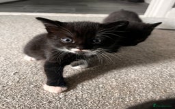Domestic Shorthair cats for sale: Kittens - Image 3