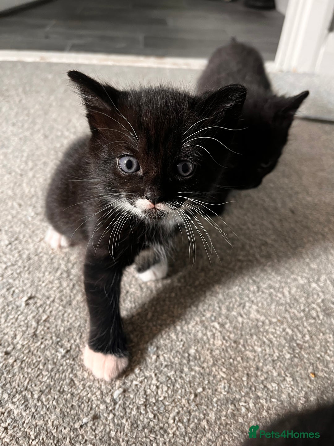Domestic Shorthair cats for sale: Kittens - Image 3