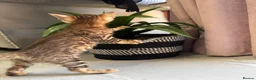 Bengal cats for sale: 💕Rosetted bengal kittens 💕 - Advert 26