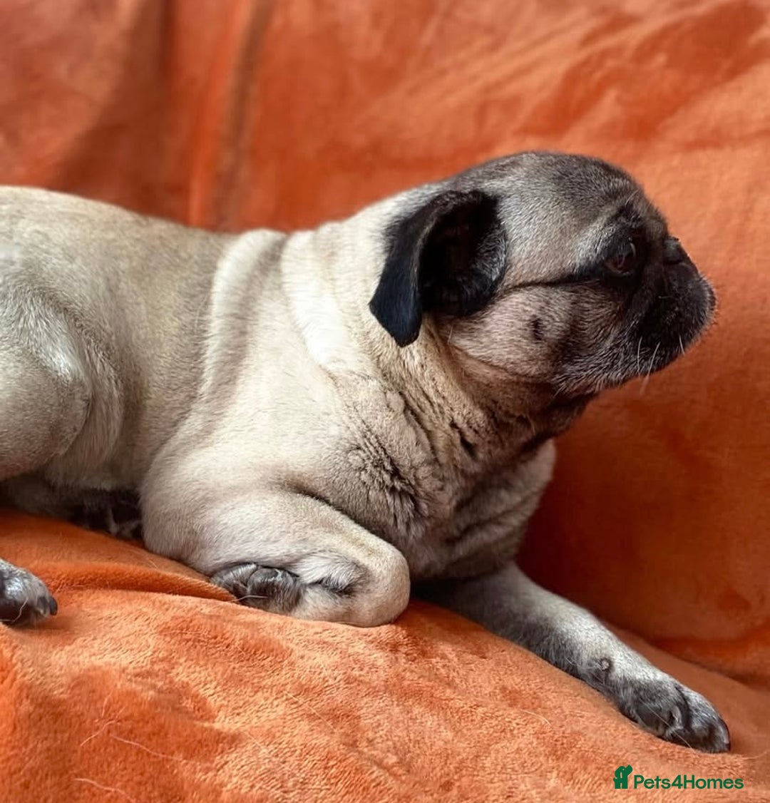 Pug dogs for sale: The sweetest 8 year old Female Pug  - Advert 2