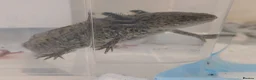 Axolotl reptiles for sale: 3 females hypo axolotl babies - Advert 24