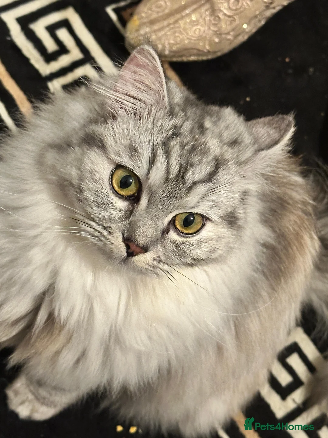 Mixed Breed cats for sale: Ragdoll x persian - Advert 1
