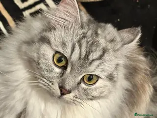 Mixed Breed cats Ragdoll x persian - Advert 18