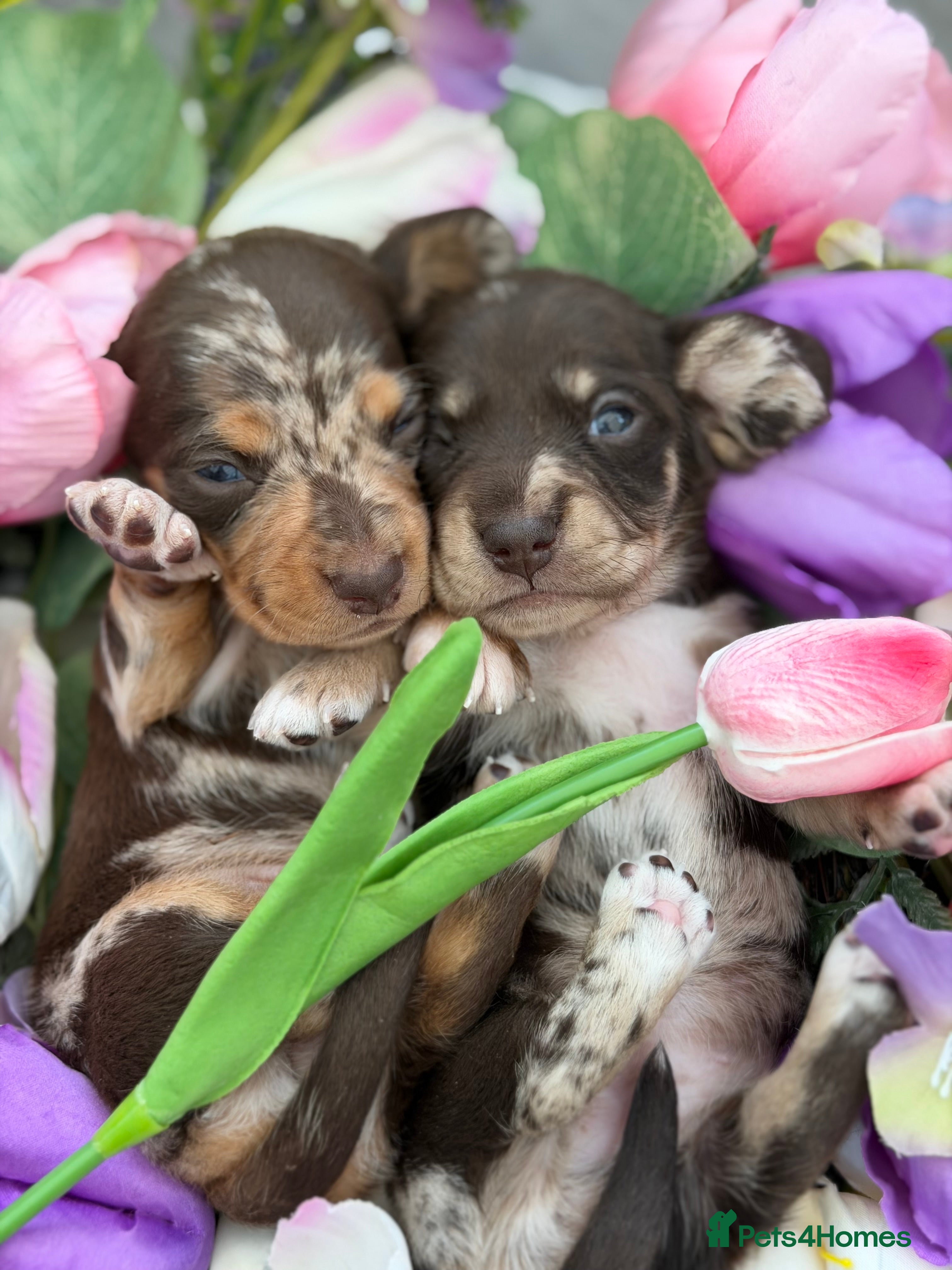 Miniature Dachshund dogs KC Miniature Dachshunds - Advert 13