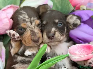 Miniature Dachshund dogs KC Miniature Dachshunds - Advert 13