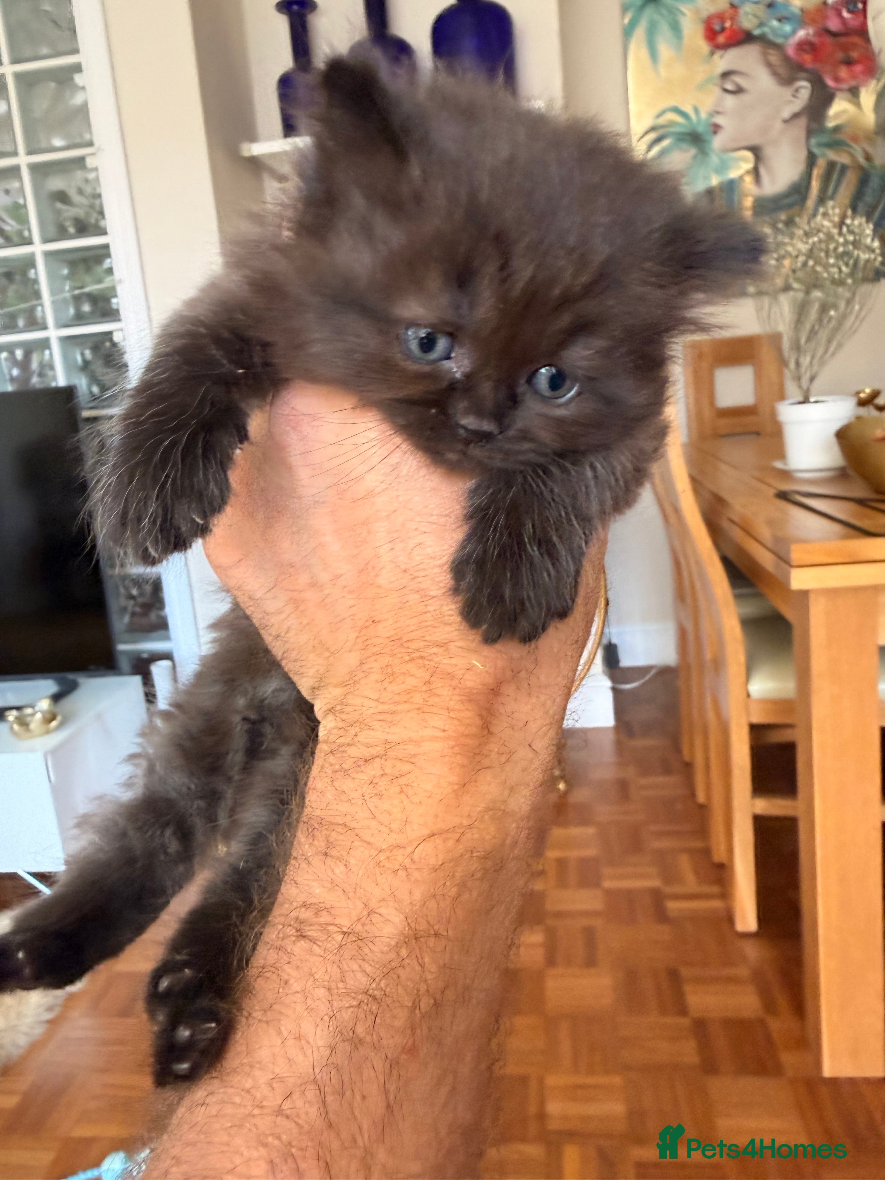 British Longhair cats for sale: Beautiful rainbow litter now available to reserve - Advert 19