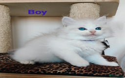Ragdoll cats for sale: GCCF REGISTERED EUROPEAN LINE RAGDOLL KITTENS  - Image 4