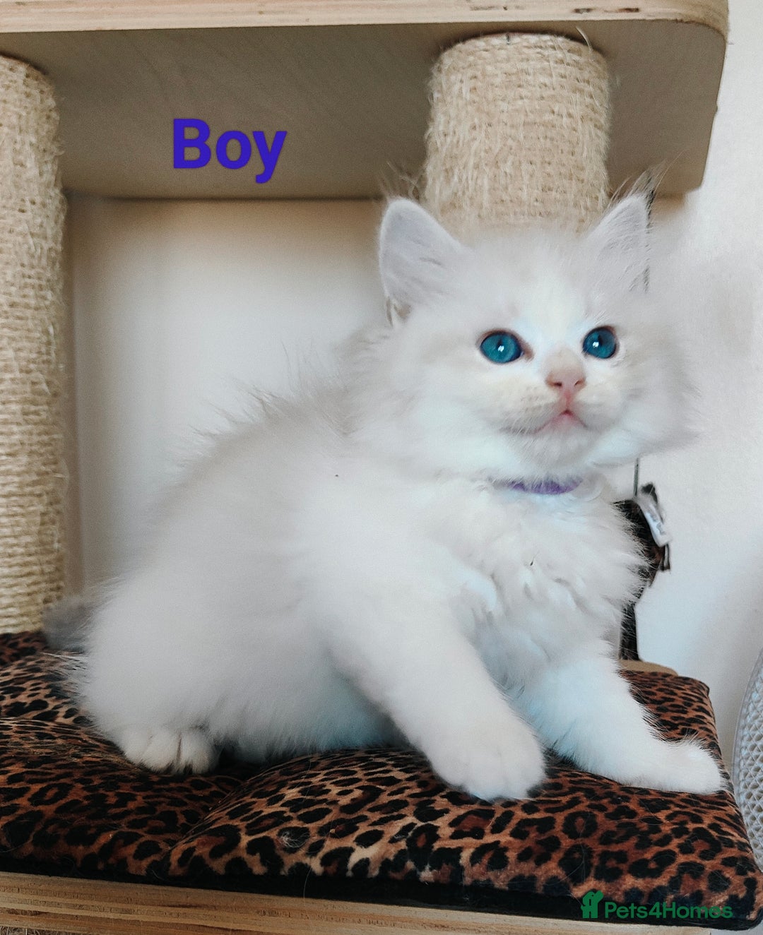 Ragdoll cats for sale: GCCF REGISTERED EUROPEAN LINE RAGDOLL KITTENS  - Image 4