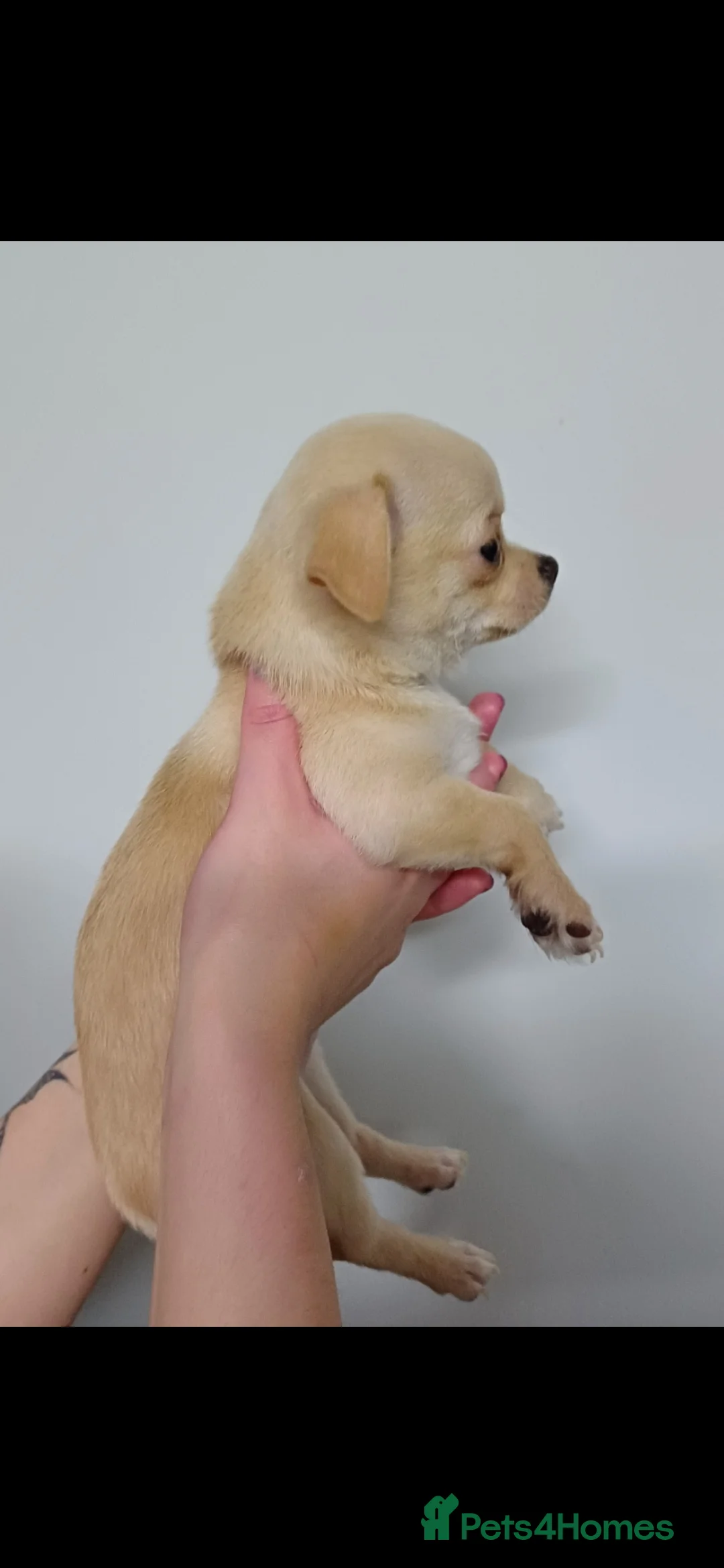 Chihuahua dogs for sale:  **  chihuahua puppies  - Advert 9