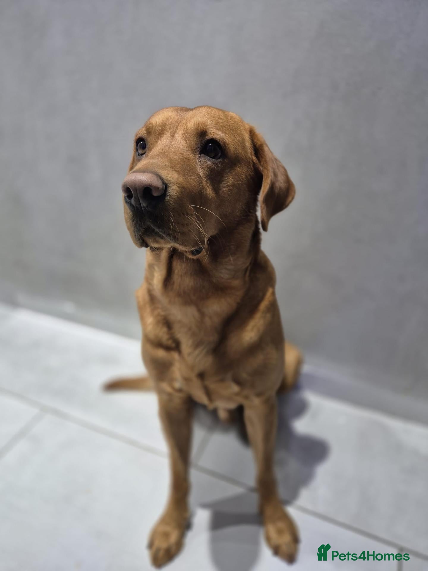 Labrador Retriever dogs Bruce - Advert 1