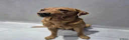Labrador Retriever dogs for stud: Bruce in Northallerton - Advert 1