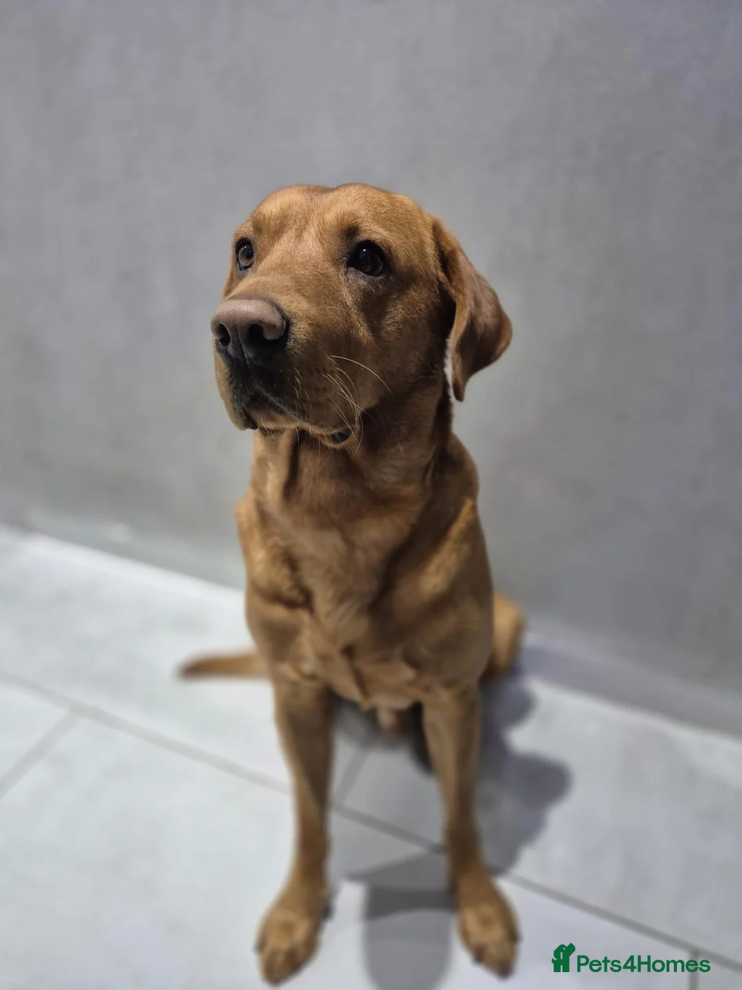 Labrador Retriever dogs for stud: Bruce in Northallerton - Advert 1