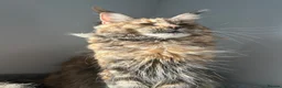 Maine Coon cats for sale: Kittens due the week of the 21st of april - Advert 1