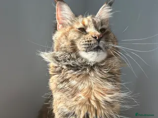 Maine Coon cats Kittens due the week of the 21st of april - Advert 3