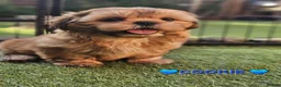 Shih Tzu dogs for sale: RARE BLACK STANDARD SHIH TZU WITH BLUE  SKIN - Advert 8
