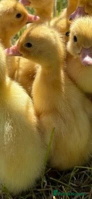 Mixed Breed birds ducklings - Advert 5