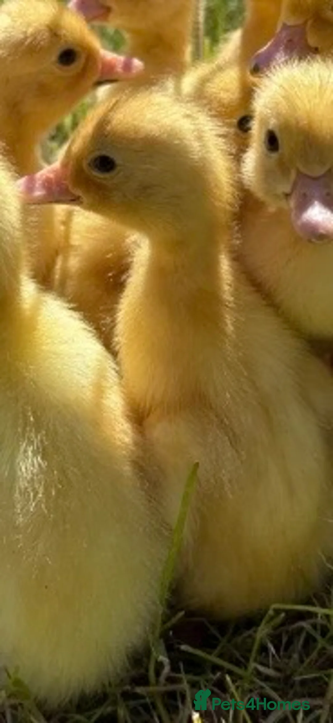 Mixed Breed birds for sale: ducklings in Worksop - Advert 1