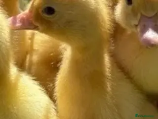 Mixed Breed birds ducklings - Advert 2