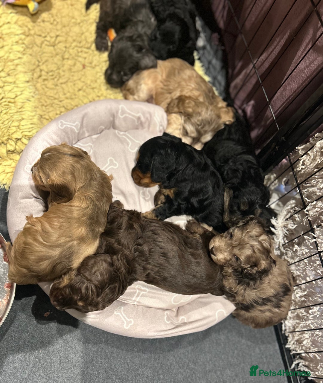 Cockapoo dogs for sale: Cockapoo puppies  - Advert 3