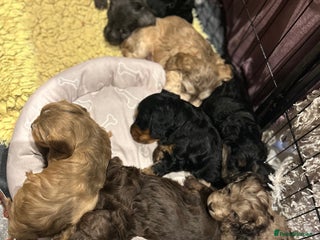 Cockapoo dogs Cockapoo puppies - Advert 2