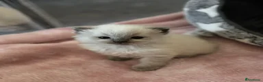 Ragdoll 1