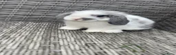 Mini Lop rabbits for sale: Grey and white mini lop  - Advert 2
