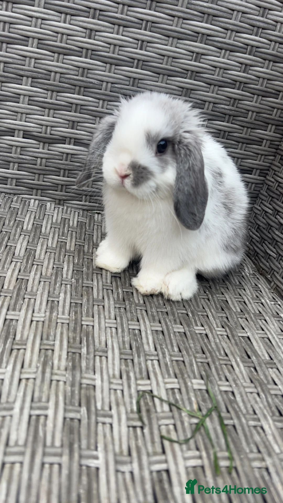 Mini Lop rabbits for sale: Grey and white mini lop  - Advert 2