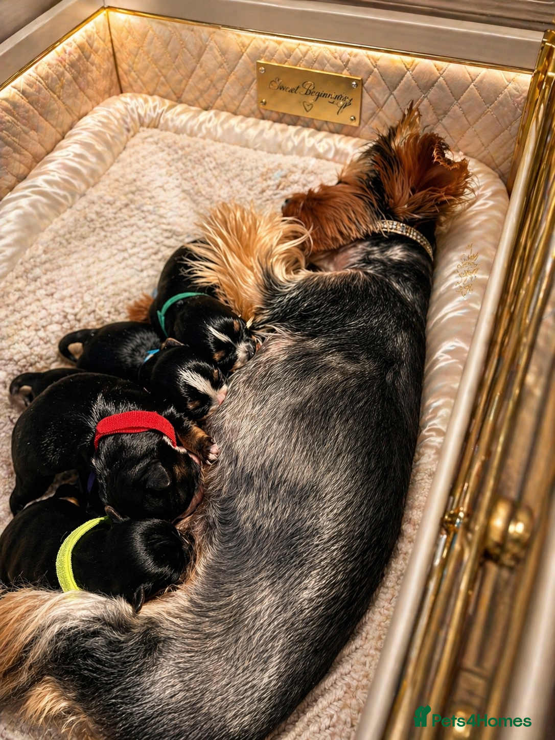 Yorkshire Terrier dogs Luxury Tiny Yorkie  Biewer puppies ✨ - Advert 4