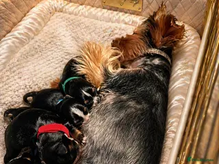 Yorkshire Terrier dogs Luxury Tiny Biewer ✨ 1 girl & 1 boy left ❤️❤️ - Advert 5