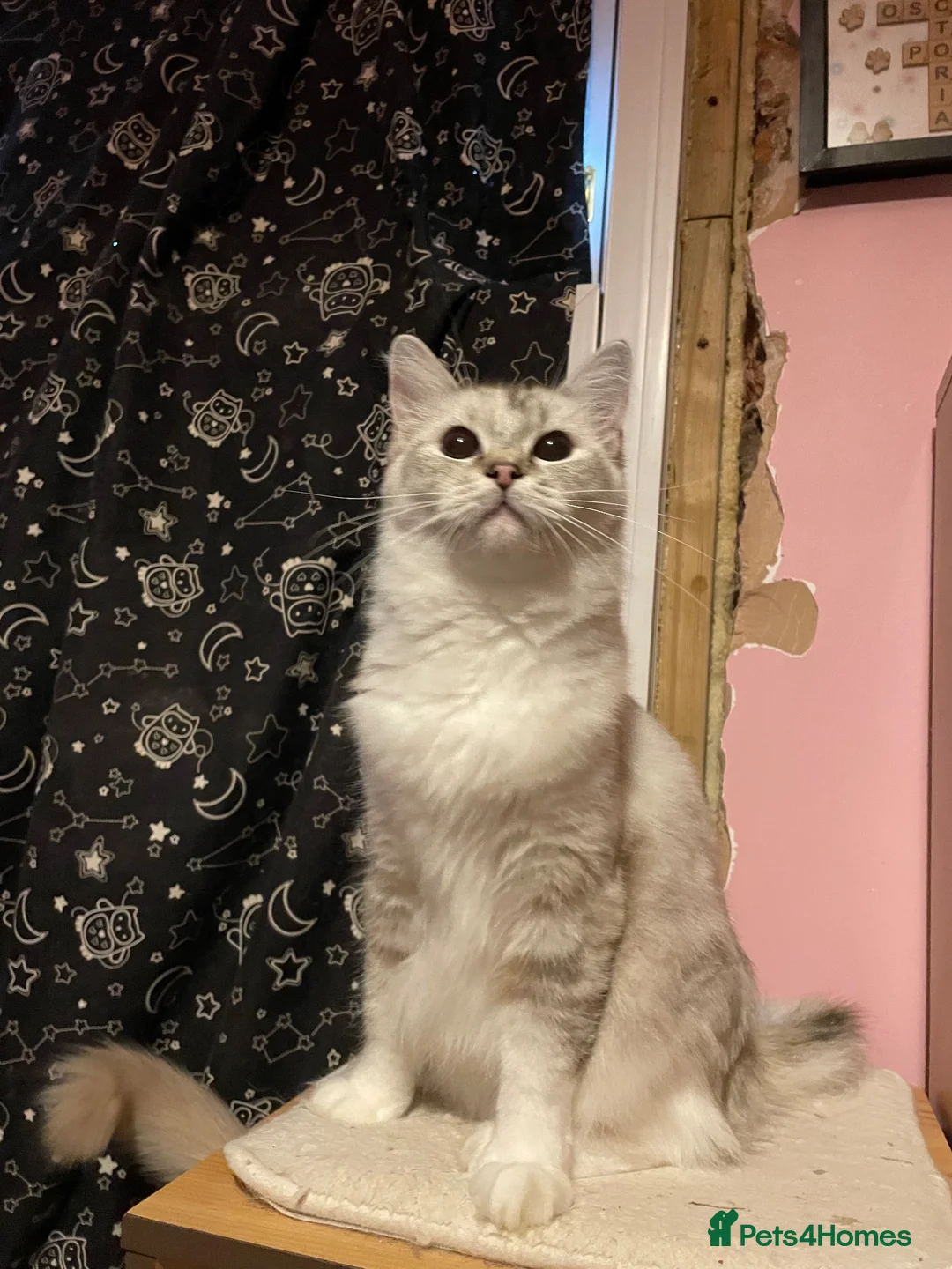 Ragdoll cats for sale: Beautiful GCCF Ragdoll - Advert 9