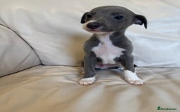 Whippet dogs for sale: KC Registered Blue Whippets - Image 24