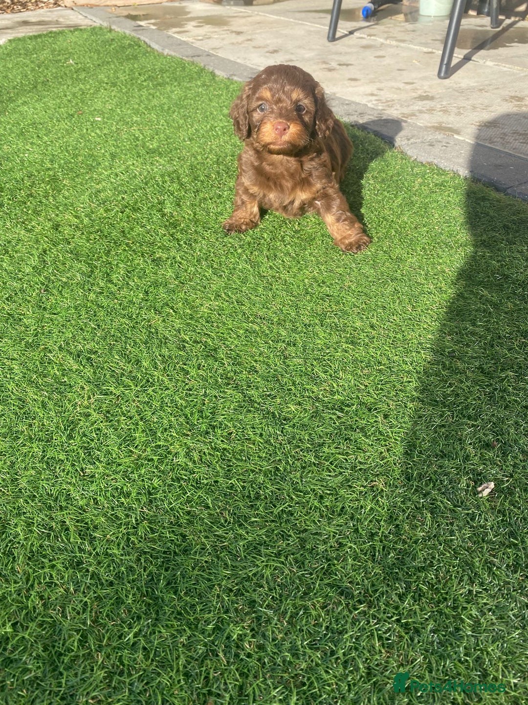 Mixed Breed dogs for sale: Daxipoo puppies - Image 8