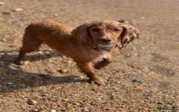 Mixed Breed dogs for sale: Cocker spaniel cross puppies - Image 14