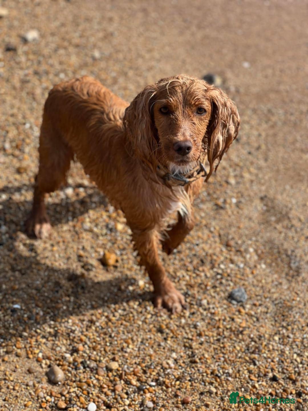 Mixed Breed dogs for sale: Cocker spaniel cross puppies - Image 14