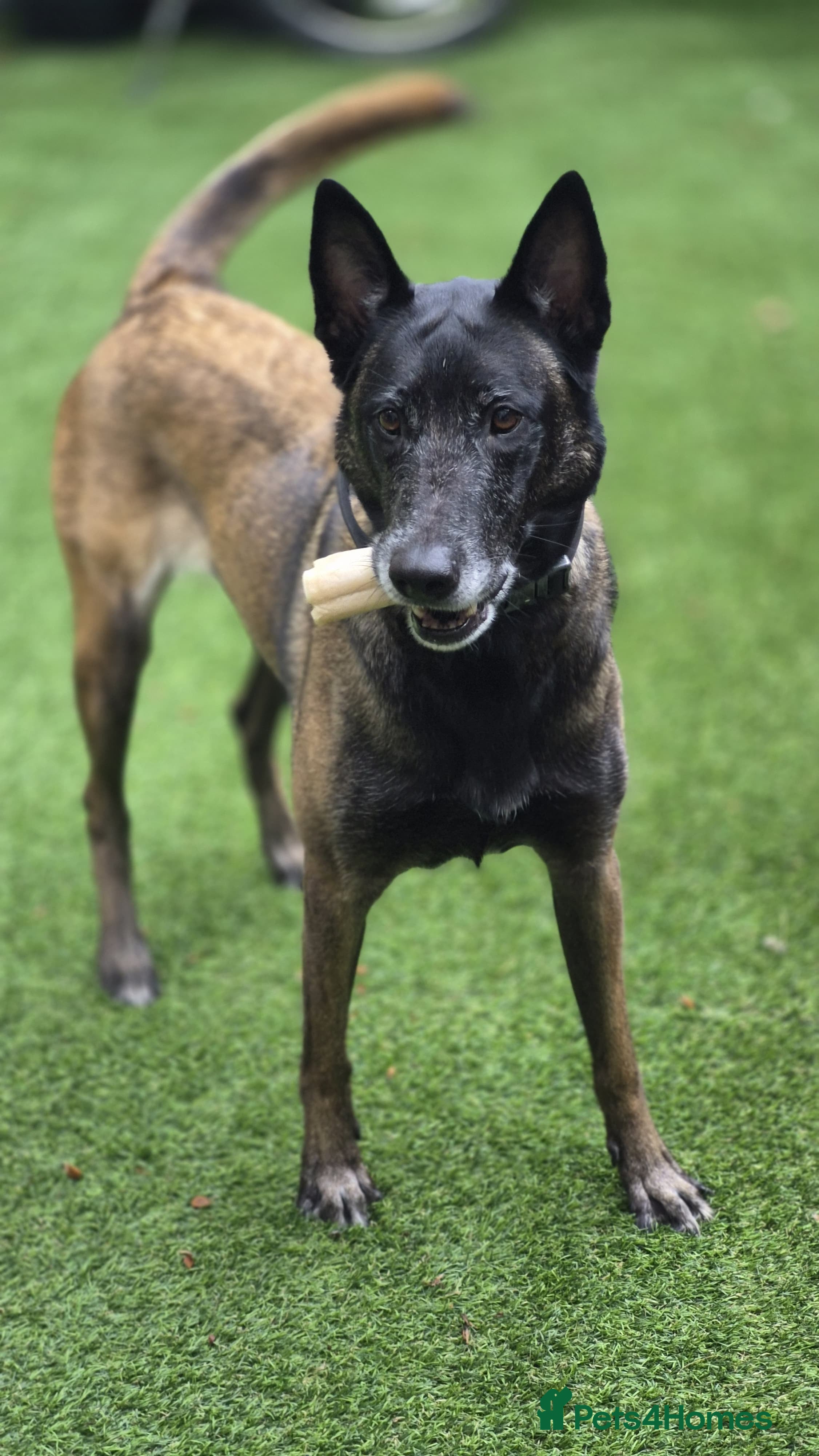 Belgian Shepherd Dog dogs Roxy  - Advert 1