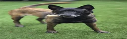 Belgian Shepherd Dog dogs for sale: Roxy  in Harrow - Advert 1