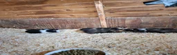 Guinea Pig rodents for sale: Gorgeous mix of guinea pig babies - Advert 9