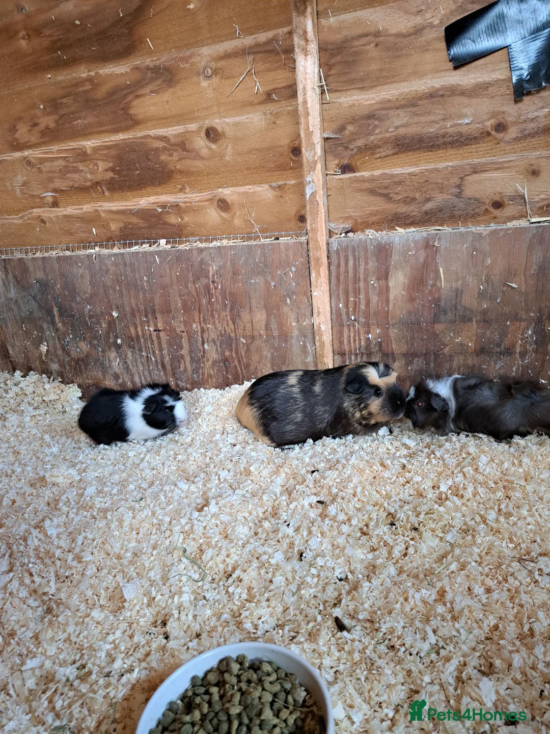 Guinea Pig rodents for sale: Gorgeous mix of guinea pig babies - Advert 9