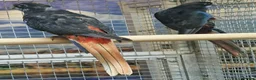 Parrots birds for sale: Birds/Parakeets/Parrots/Amazons  - Advert 13