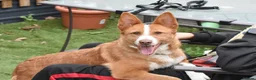 Portuguese Podengo dogs for adoption: Sweet  in Birkenhead - Advert 1
