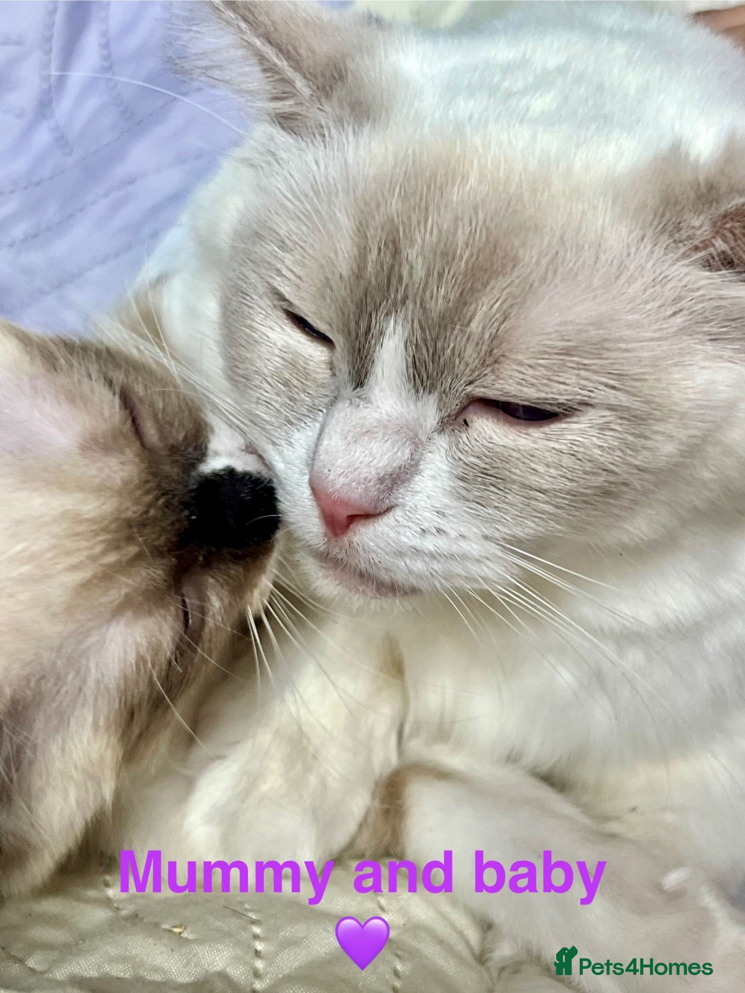 Ragdoll cats Socialised Baby Ragdoll Kittens ready now  - Advert 4