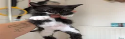Mixed Breed cats for sale: Siberian X Bengal kittens for sale in Portsmouth - Advert 6